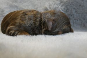 Kaya hat am 9.5.2026 drei kleine Welpen geboren.